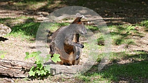 Swamp Wallaby, Wallabia bicolor, is one of the smaller kangaroos