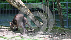 Swamp Wallaby, Wallabia bicolor, is one of the smaller kangaroos