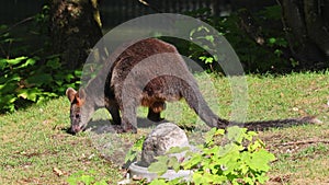 Swamp Wallaby, Wallabia bicolor, is one of the smaller kangaroos