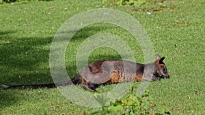 Swamp Wallaby, Wallabia bicolor, is one of the smaller kangaroos