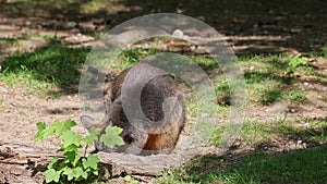 Swamp Wallaby, Wallabia bicolor, is one of the smaller kangaroos