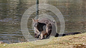 Swamp Wallaby, Wallabia bicolor, is one of the smaller kangaroos