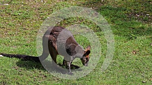 Swamp Wallaby, Wallabia bicolor, is one of the smaller kangaroos