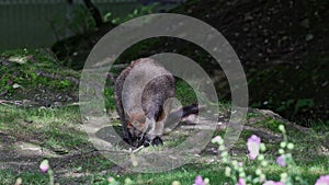 Swamp Wallaby, Wallabia bicolor, is one of the smaller kangaroos