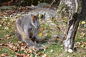 Swamp Wallaby, Wallabia bicolor, is one of the smaller kangaroos