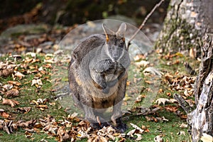 Swamp Wallaby, Wallabia bicolor, is one of the smaller kangaroos