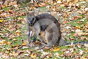 Swamp Wallaby, Wallabia bicolor, is one of the smaller kangaroos