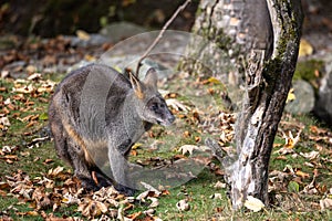 Swamp Wallaby, Wallabia bicolor, is one of the smaller kangaroos