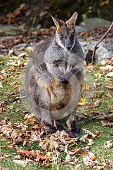 Swamp Wallaby, Wallabia bicolor, is one of the smaller kangaroos