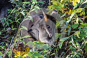 Swamp Wallaby, Wallabia bicolor, is one of the smaller kangaroos