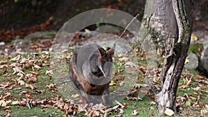 Swamp Wallaby, Wallabia bicolor, is one of the smaller kangaroos