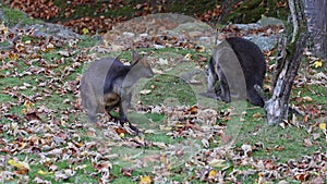 Swamp Wallaby, Wallabia bicolor, is one of the smaller kangaroos