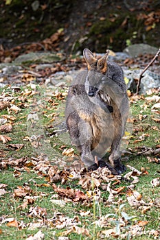 Swamp Wallaby, Wallabia bicolor, is one of the smaller kangaroos