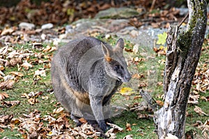 Swamp Wallaby, Wallabia bicolor, is one of the smaller kangaroos