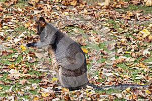 Swamp Wallaby, Wallabia bicolor, is one of the smaller kangaroos