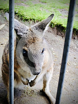 The swamp wallaby close up view.