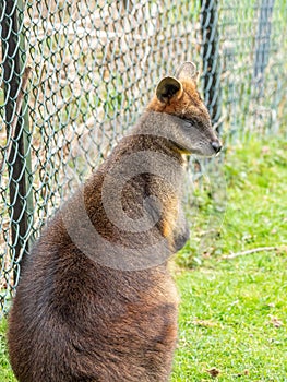 Swamp wallaby, Wallabia bicolor. Zoo animals