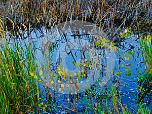 A Swamp in Warm Autumn Sun
