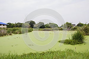 Swamp water covered with weeds