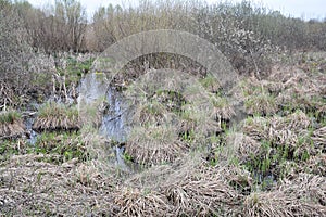 Swamp water forest trees landscape. Marshland swamp water panorama