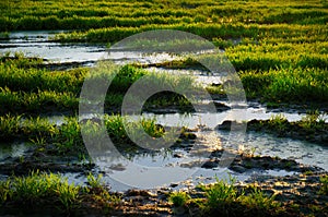 Swamp water among green grass