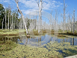 Swamp Water with grey dead trees and blue skies. Reflectiions in the water. Yorktown VA, USA.