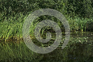 Swamp with water lilies