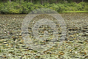 Swamp with water lilies in Nickerson State Park in Massachusetts