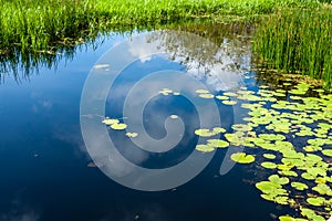 Swamp with water lily at noon, clouds reflection in the water