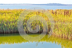 Swamp water with reed