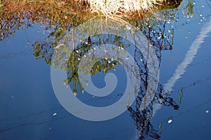 Swamp water, reflection in the water of grass, wood, refraction of the blue sky