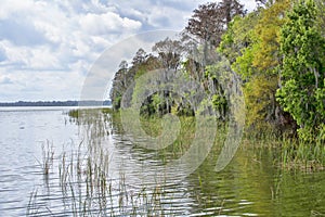 Swamp Waters