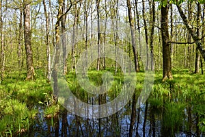 Swamp wetlands in Krakov forest with pedunculate oak (Quercus robur)