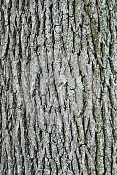 Swamp white oak bark photo