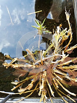 Swamped flowers nature drowning water