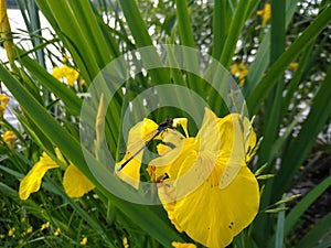 Swamped iris