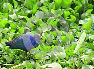 Swamphen