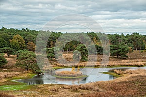 Swampland in the autumn under a cloudy sky. Fall landscape