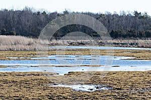 Swampland by early springtime