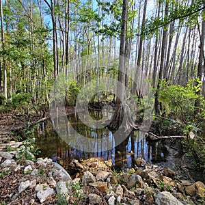 Swampland forest in Florida