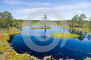 Swampland lake, small island and pine tree photo