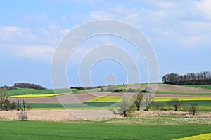 swampland and some yellow fields, ThÃ¼rer Wiesen in April