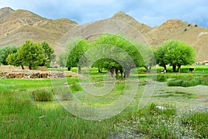 The swampland of tibet