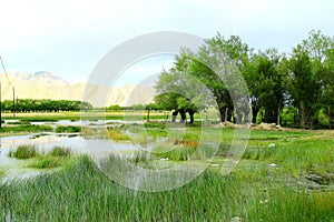 The swampland of tibet