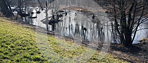 Swamps in autumn. Cool dark lake in primeval forest. Cold melancholic landscape.