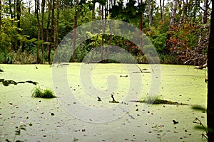 Swamps in flooded alluvial forests