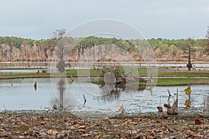 Swamps and lakes of central Texas during Fall