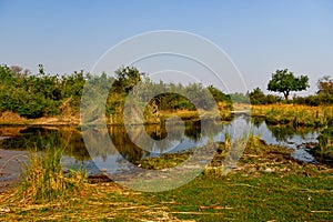 Swamps near Xakanaxa