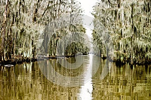 Swamps, Spanish moss, and bayou on Caddo Lake in east Texas.