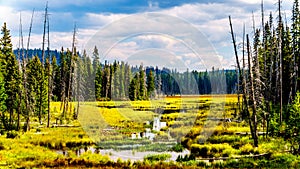 Swamp near Lac Le Jeune Road by Kamloops, British Columbia, Canada photo